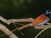 Paradys vlieevangertjienuut  Paradysvlieevangertjie mannetjie